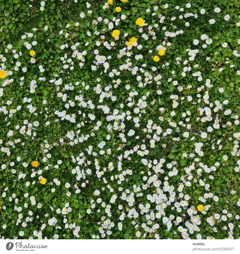 Daisy gathering with dandelion guests blossoms Meadow flowers Flower meadow White sea of blossoms sea of flowers carpet of flowers Spring Garden Blossoming
