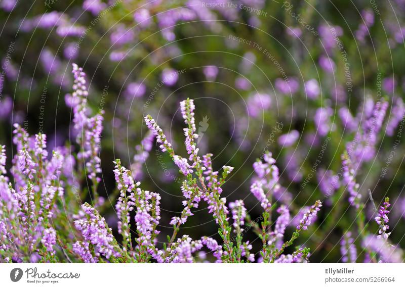 Close up of heather plants in bloom. Heathland Plant Luneburg Heath Nature Heather family Bushes Deserted Wild plant Blossom heyday Colour photo Blossoming