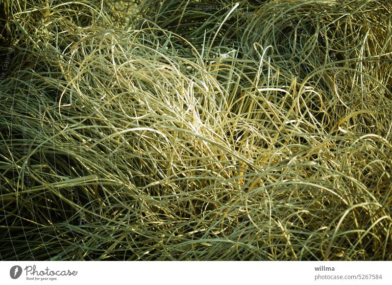 Grass - the struwwelkopf of nature Shriveled Hay Needle in a haystack muddled