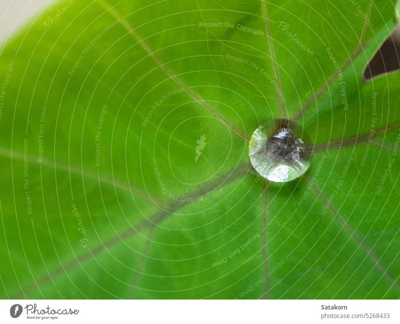 The Droplet water on the colocasia leaf nature green fresh plant outdoor natural flora drop tropical garden closeup environment freshness droplet raindrop