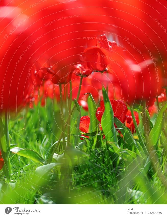 Red tulips in green grass Spring Green Fragrance colors Blossom Flower Tulip Plant Blossoming Tulip blossom Colour photo Nature flowers Spring fever pretty
