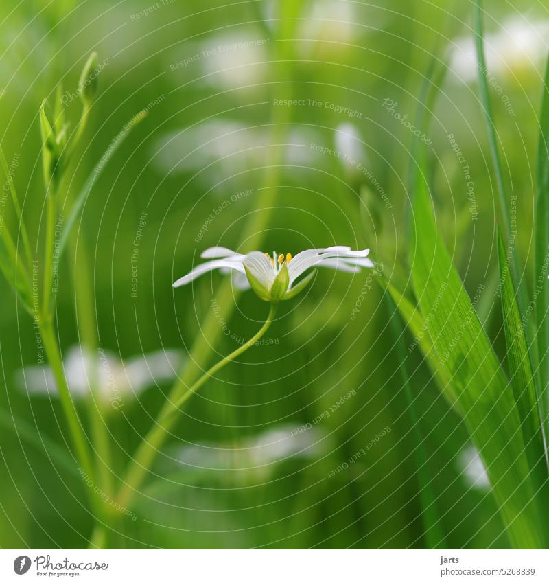 White Blossom Spring Autumn Green Blossoming Nature Colour photo Leaf