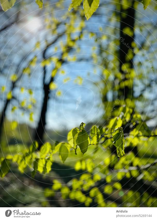 Fresh beech green in the sunlight No. 1 Beech tree Book Tree trees leaves Green youthful Delicate Trees strike out Nature Forest Spring Sun Light sunshine Leaf