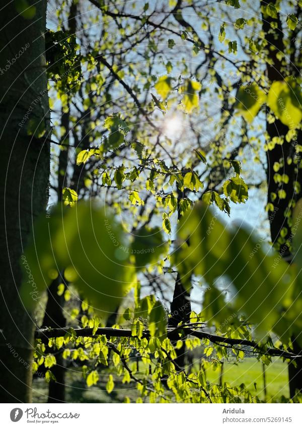 Fresh beech green in the sunlight No. 2 Beech tree Book Tree trees leaves Green youthful Delicate Trees strike out Nature Forest Spring Sun Light sunshine Leaf