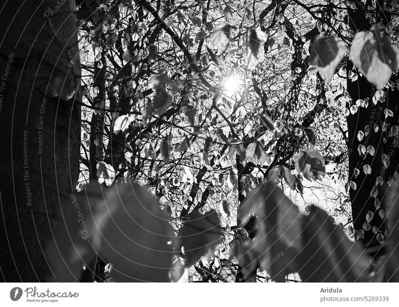 Beech leaves in sunlight b/w No. 2 Beech tree trees Sun Light Sunlight Nature Forest Tree Tree trunk Spring Landscape Exterior shot Trees strike out fresh green