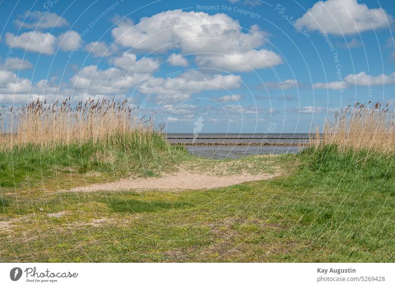 On the shore of the Wadden Sea by the wayside Sylt island Wadden Sea National Park Mud flats Horizon windmills reed grass shore zone Cloud formation