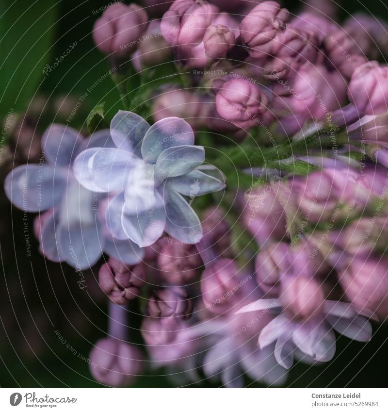 Flowering lilac in double exposure purple Double exposure Blossom Violet Spring Garden Nature windy naturally Plant Blossoming Detail Fragrance fragrant