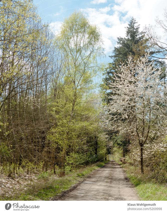 A beautiful spring day. Fresh colors of young foliage and flowering trees put you in a good mood Spring Spring day Spring colours spring awakening Spring fever