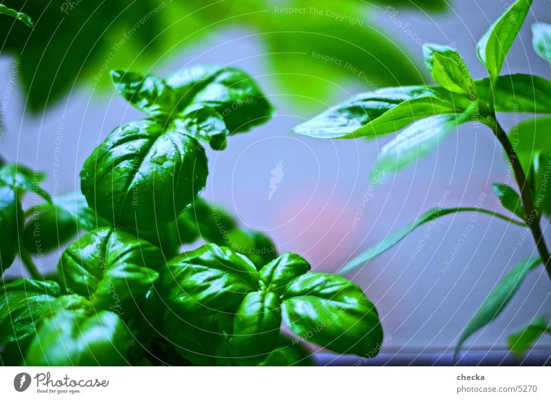 basil Basil Kitchen Cooking Green Healthy herbs Vegetable Nutrition