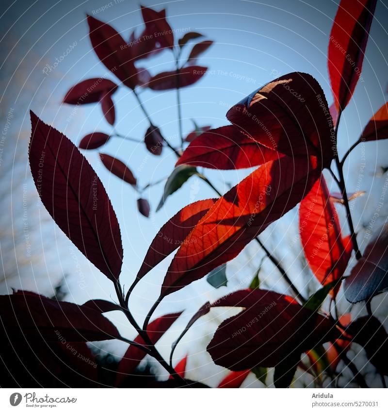 Evening mood | leaves and branches in sunlight with blue sky Sun Sunset Light evening mood Twigs and branches plants Spring Garden Sky Red Visual spectacle