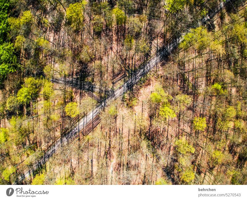 flexed Abstract lines inclined lines Light green leaves Spring Tree trunk tree trunks drone Sunlight from on high Bird's-eye view Shadow Branches and twigs