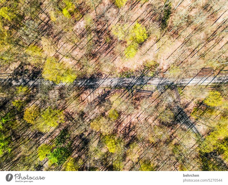 Seasons | Spring awakening Abstract lines inclined lines Forest Environment Landscape trees Exterior shot Weather Tree Home country Colour photo