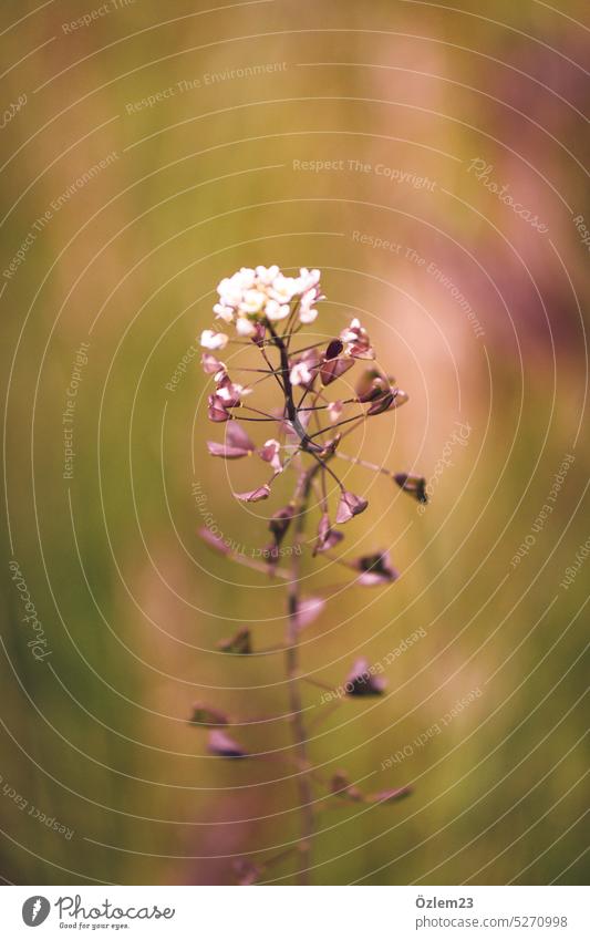 Common shepherd's purse Flower Plant Nature Blossom Colour photo Green Bukeh Illuminate Exterior shot Spring Day Summer Deserted