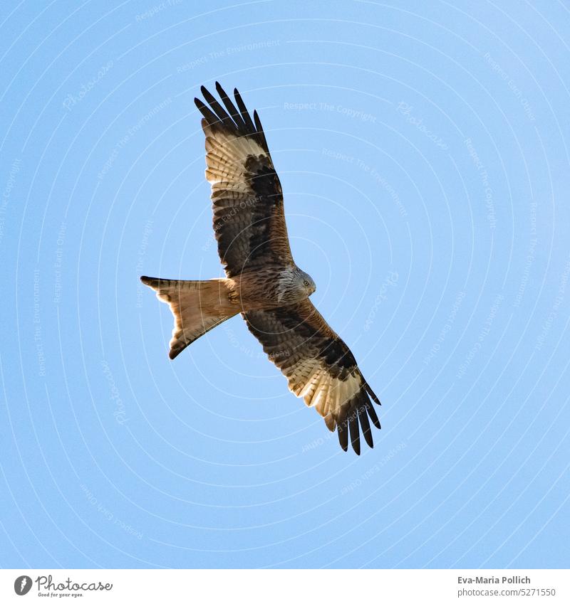 hunting red kite in flight against blue sky in Sweden, feathers well visible bird of prey Under Bird wing robber animal Royal Consecration predator