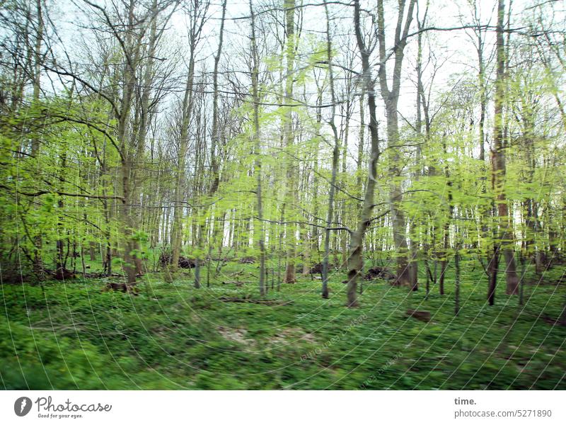 May flies by Forest trees Green Pea green Movement branches twigs Growth Change spring Plant Nature Tree Environment Undergrowth Tree trunk Clump of trees Sky