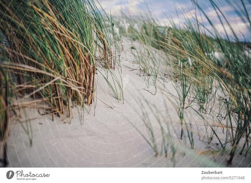 Beach grass and dune grass in the wind on a sand dune on the beach of the Baltic Sea marram grass Grass Sand duene Wind windy sunny coast Ocean Nature