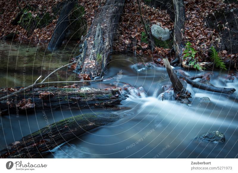 Stream with dead tree trunks in autumn in gloomy mood, flowing water Brook Water fluid luminescent somber Autumn Autumnal Light Nature Forest Landscape