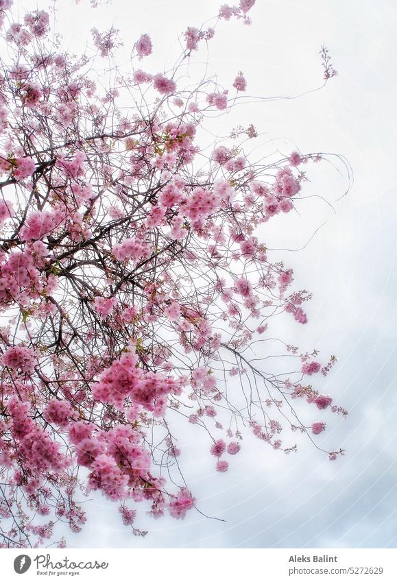 Japanese cherry in full bloom. Deserted Exterior shot Tree Pink blossoms Spring Blossom Blossoming Nature Colour photo pretty naturally Delicate