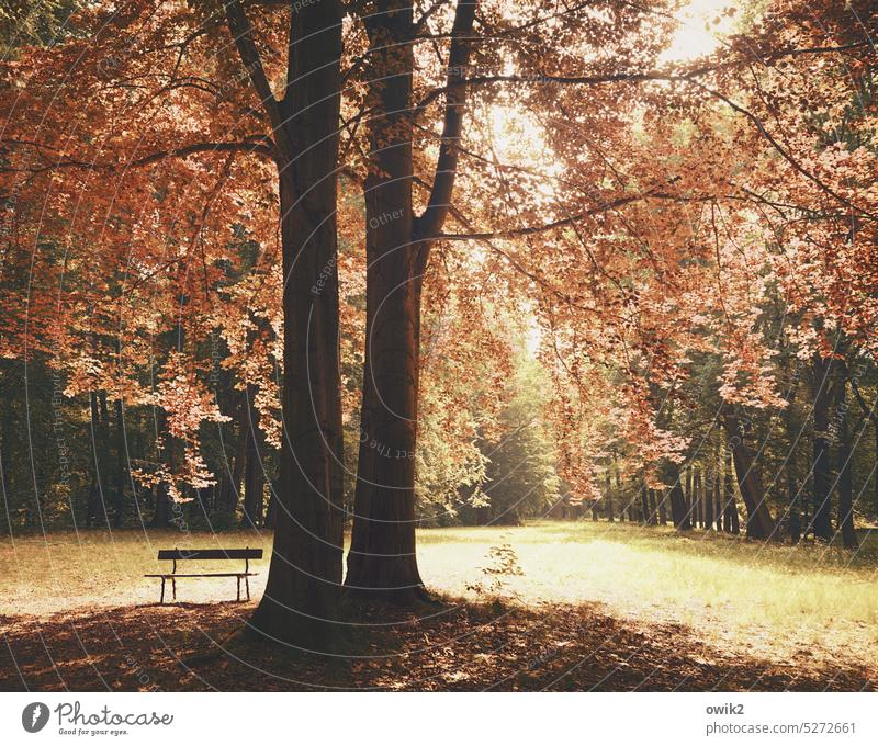 Autumn Park trees Forest Bench Exterior shot Relaxation Colour photo Day Deserted Appealing Deciduous tree Landscaping Bushes Nature Peaceful Landscape