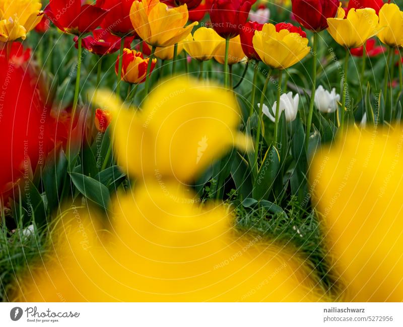 tulip field Green Red Yellow tulips Colour photo Blue sky Tulip blossom Spring fever Flower Blossom Plant Blossoming Nature cut flower Tulip time from below