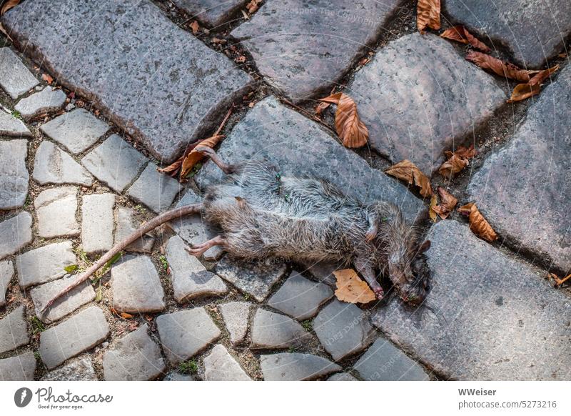 A dead rat lies on the paved sidewalk amid autumn leaves Animal Rat rodent Street Town deceased cadaverous Transience Nature Animal portrait End Exterior shot