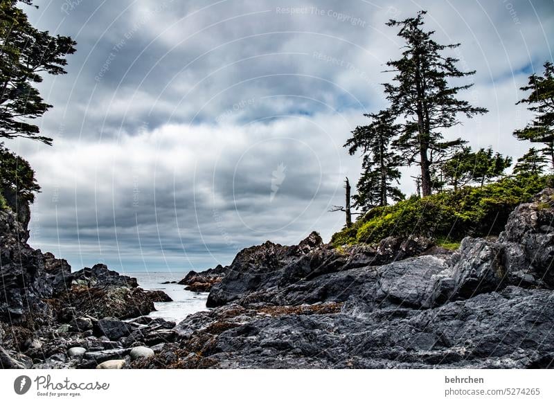 vancouver island Nature coast Landscape Ocean Forest trees British Columbia Water Adventure Canada North America Vancouver Island Vacation & Travel