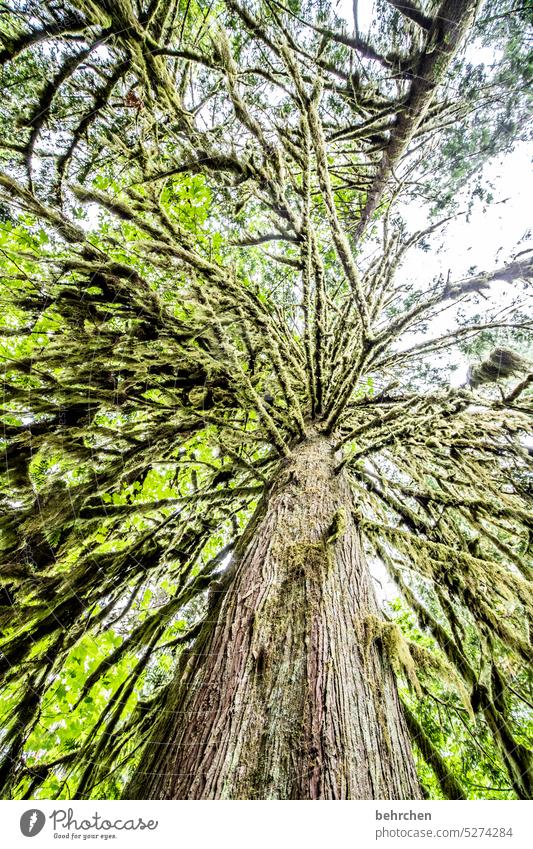 whims of nature | moss tree especially Impressive Climate protection Climate change Environmental protection Green Moss Redwood trees Vancouver Island Canada