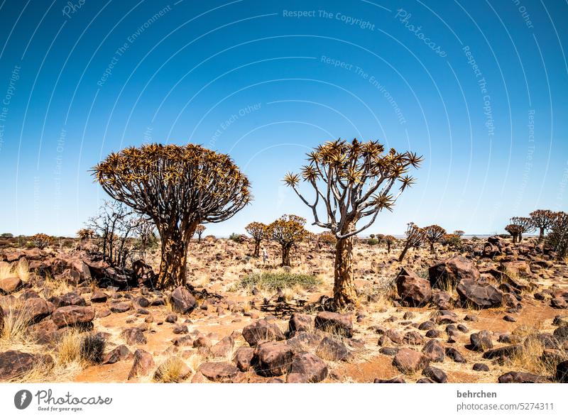 wild namibia Vacation & Travel Nature Exceptional Kokerboom tree Tree Namib desert Namibia Africa Desert Impressive especially Keetmanshoop Plant Warmth