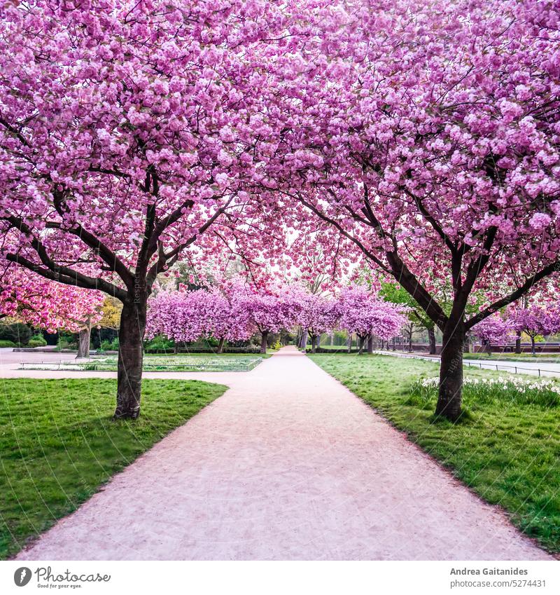 path in a park surrounded by blossoming cherry blossom trees, 1:1 Japanese cherry blossom flowering flower Blossoming blossoms Pink pink flowers pink blossom