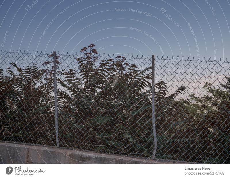 It’s a calm picturesque evening behind this fence and bushes. Purple sky takes over. A general holiday vibe is here. And a tranquil sunset on the horizon. There is no ongoing riot actually. And barely any echoes.