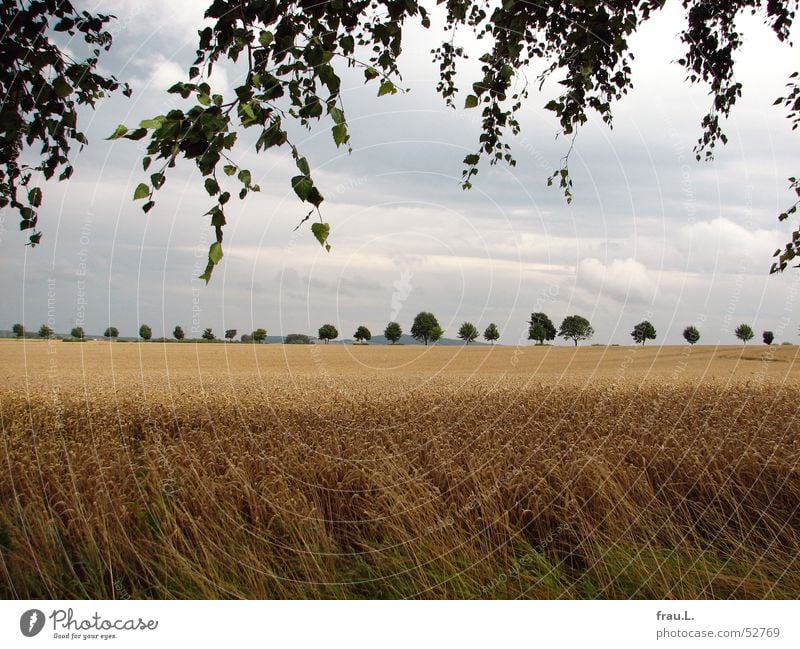 late summer Degersen Grain Calm Summer Nature Landscape Tree Leaf Field Safety (feeling of) Birch tree Avenue Wheat Lower Saxony Home country last days