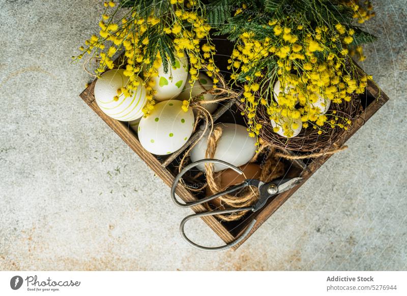 Easter card with bright yellow mimosa flowers egg aroma aromatic background blue wattle colored concrete flat lay flora Acacia dealbata floral fragrant frame