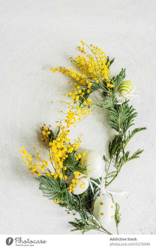 Easter card concept with yellow mimosa flowers egg aroma aromatic background blue wattle colored concrete flat lay flora Acacia dealbata floral fragrant frame