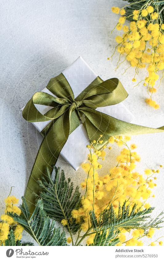 Gift box and mimosa flowers Easter gift aroma aromatic background ribbon card colored concrete flat lay flora Acacia dealbata floral fragrant frame natural