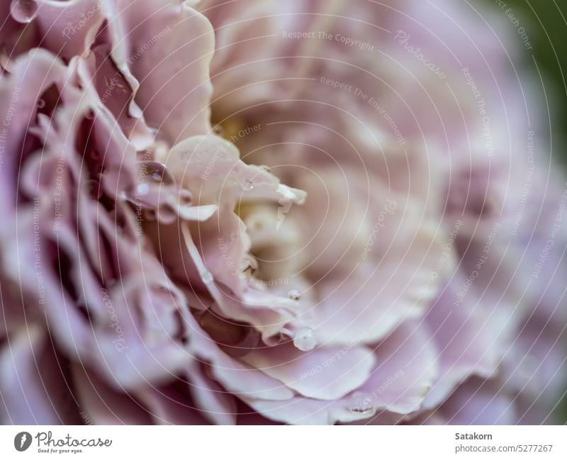 Close-up delicate rose petals as pink color nature background flower flora blossom floral plant macro pastel bloom soft wallpaper texture abstract romance