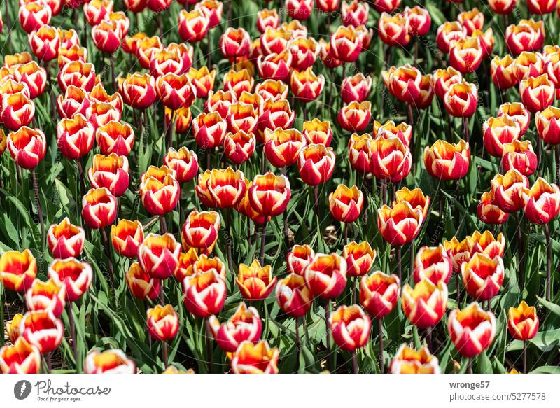 Close together - many multicolored tulips on an agricultural field for bulb production Tulip time Tulip fields Spring fever Tulip blossom Blossoming Flower