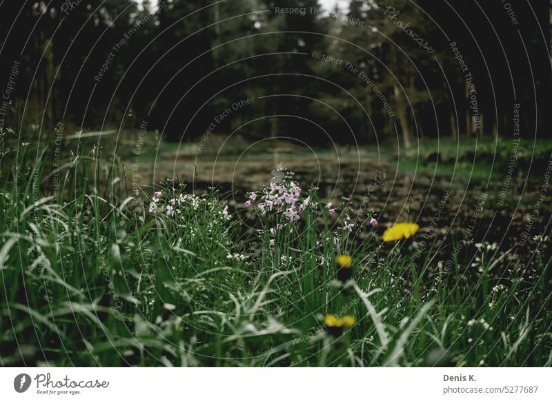 Close ups of small flowers Flower flowering flower petals Spring Blossoming natural light Nature daylight Natural color naturally blurriness Spring flower