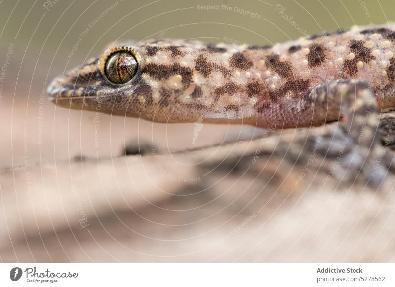 Small lizard crawling on rough ground gecko reptile animal wildlife specie creature spot carnivore nature zoology environment surface natural predator small eye