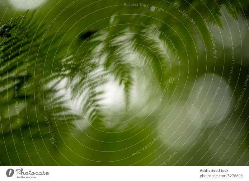 Closeup of green plant in forest fern leaf summer exotic nature grow woodland tropical flora botany growth environment vegetate foliage greenery fresh floral