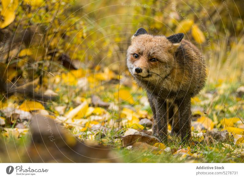 Wild fox walking in forest nature animal woods autumn fauna wildlife fall habitat cute fluff fur mammal bush omnivore grass grove park zoology ground foliage