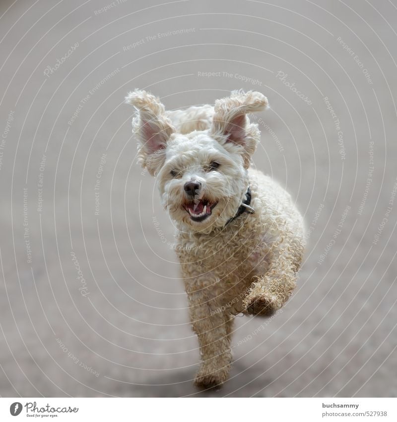 flying ears Joy Leisure and hobbies Animal Pet Dog 1 Movement Walking Running Cool (slang) Dirty Happiness Happy Funny Cute Gray White Love of animals Effort