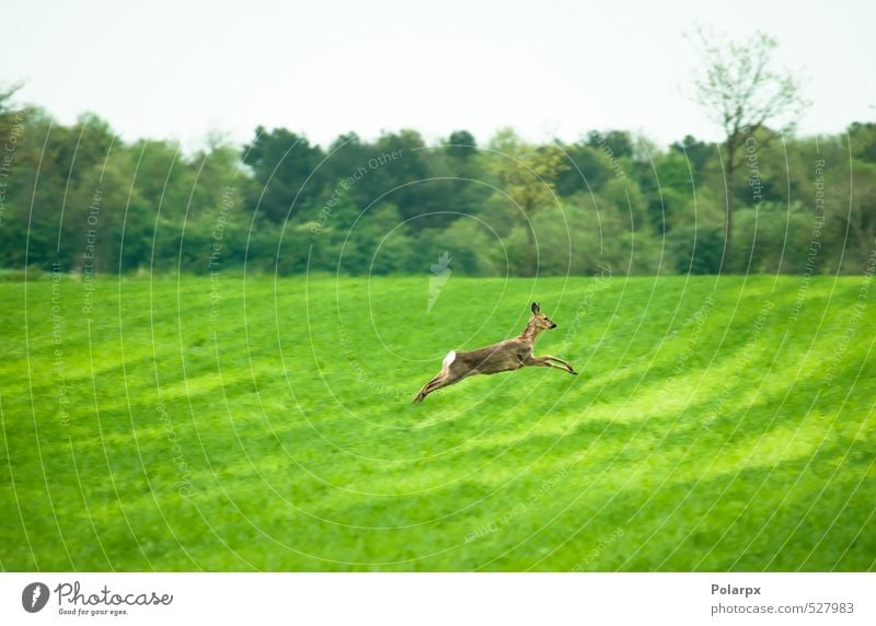 Deer on the run Eating Life Hunting Safari Summer Nature Landscape Animal Sky Grass Park Meadow Forest Fur coat Running Feeding Jump Free Friendliness Wild