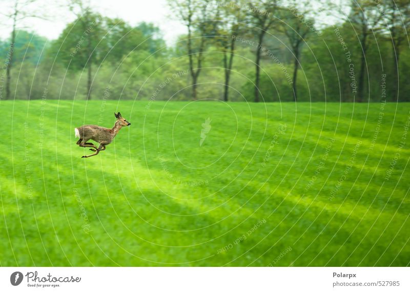 Deer on the run Eating Life Hunting Safari Summer Nature Landscape Animal Sky Grass Park Meadow Forest Fur coat Running Feeding Jump Free Friendliness Wild