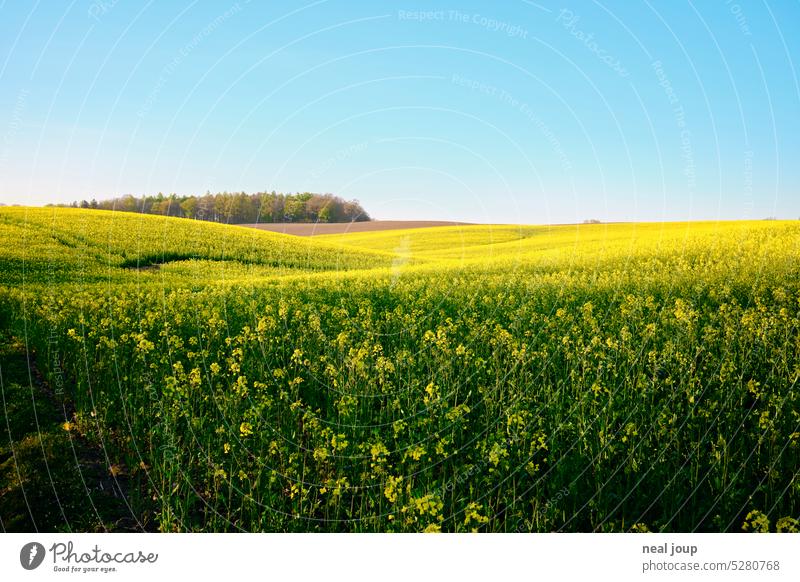 Rape field in rolling hills landscape Nature Canola field Landscape Hill wide Horizon Blue sky endless Yellow Green Spring Agriculture Blossom Agricultural crop