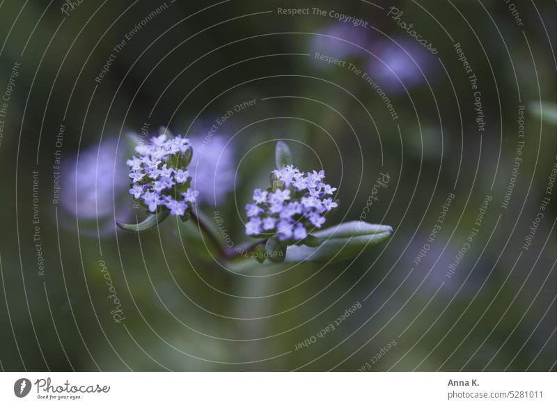 Delicate speedwell flower honorary prize Plantain plants Veronica little flowers blue purple flower wild flower delicate blossom blooming spring flowers Blossom