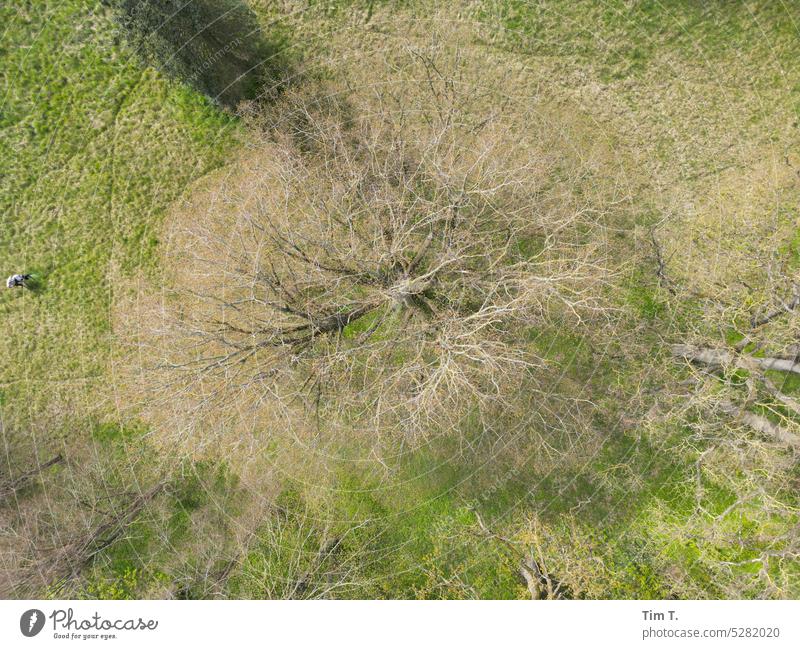 Linde im Frühling von oben linden baum Baum Natur grün Blätter Pflanze drohnenfoto