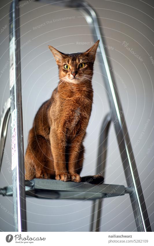 Abyssinian cat on ladder Cute Animal portrait Cuteness Red-haired Domestic cat observer Curiosity Pet Lifestyle Animal face Looking Brown Soft Love of animals