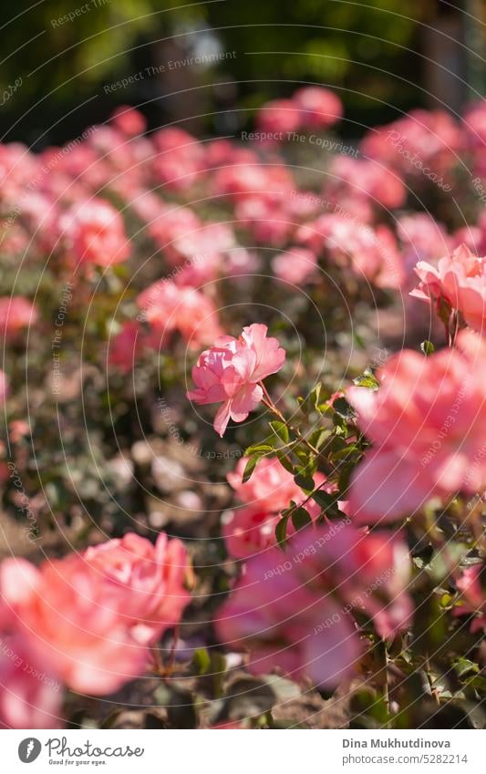 pink roses in the garden vertical background. Retro vintage roses mood mobile wallpaper. gardening wedding landscaping floral summer beautiful flower natural