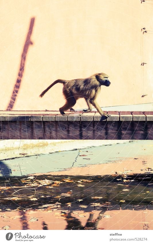 monkey Animal Zoo Monkeys Baboon 1 Walking Bridge Reflection Colour photo Exterior shot Animal portrait