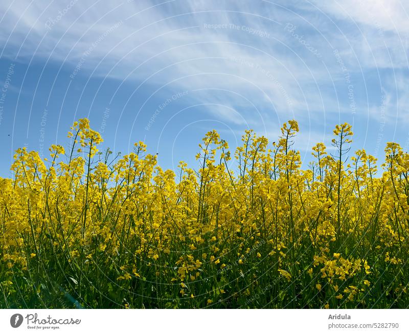 Rape field in bloom with veil clouds No. 2 Canola Canola field blossoms flowers Oilseed rape oil Energy forage plant biofuel Spring May Oilseed rape flower